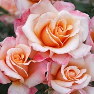 Роза чайно-гибридная Оу Хэппи Дэй