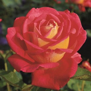 Роза чайно-гибридная Рибекка