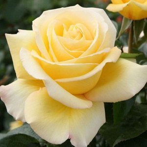 Роза чайно-гибридная С Любовью штамб 90