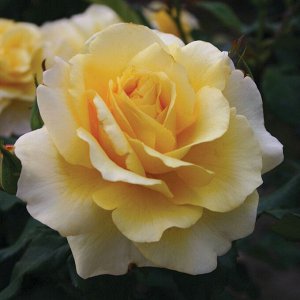 Роза чайно-гибридная Санни Скай