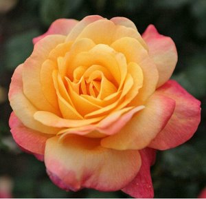 Роза чайно-гибридная Спилварк