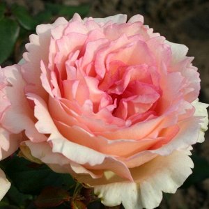 Роза чайно-гибридная Сувенир Де Баден-Баден