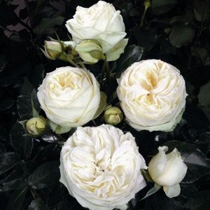 Роза чайно-гибридная Уэддинг Пьяно