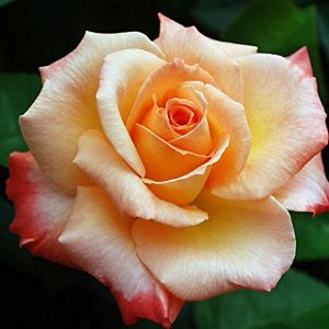 Роза чайно-гибридная Фросинн 82