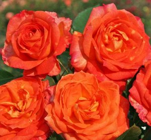 Роза чайно-гибридная Фурио
