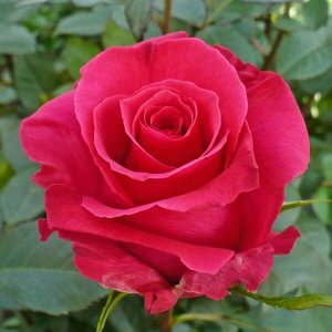 Роза чайно-гибридная Хот Леди
