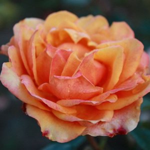 Роза чайно-гибридная Черри Брэнди 85