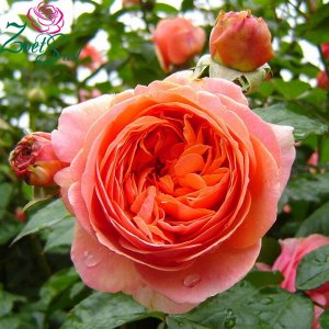 Роза чайно-гибридная Чипэндэйл