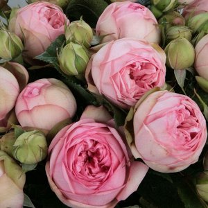 Роза чайно-гибридная Шарминг Пьяно