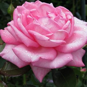 Роза чайно-гибридная Элиза