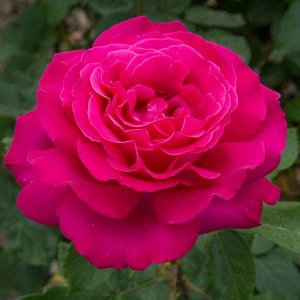 Роза чайно-гибридная Веласкес