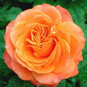 Роза чайно-гибридная Ибица