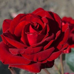 Роза чайно-гибридная Изабелла Росселлини