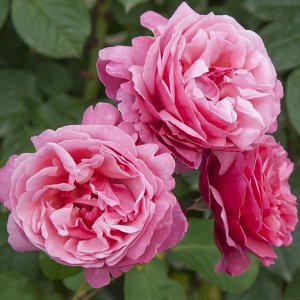 Роза чайно-гибридная Лин Рено