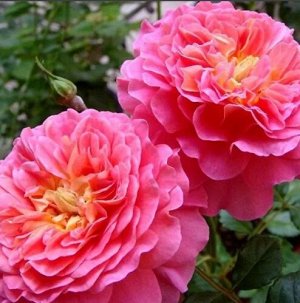 Роза чайно-гибридная Марилоу