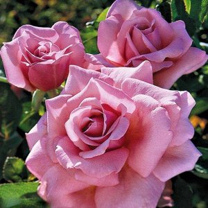 Роза чайно-гибридная Милли