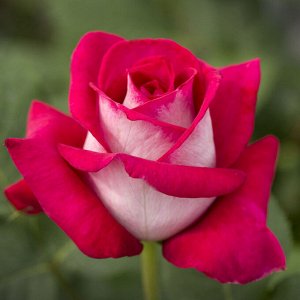 Роза чайно-гибридная Моника Белучи