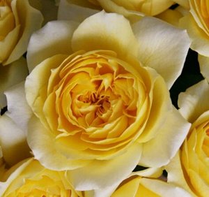 Роза чайно-гибридная Николя Гийо