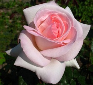 Роза чайно-гибридная Принц Жардинье