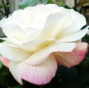 Роза чайно-гибридная Принцесса Мари