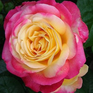 Роза чайно-гибридная Пуллмен Ориент Экспресс