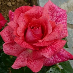 Роза чайно-гибридная Пьер Кардэн
