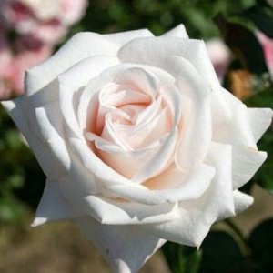 Роза чайно-гибридная Роял Шопенгаген