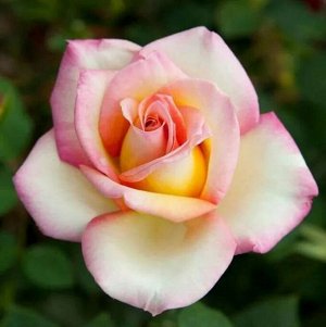 Роза чайно-гибридная Свит Эрика