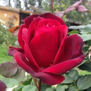 Роза чайно-гибридная Эдит Пиаф