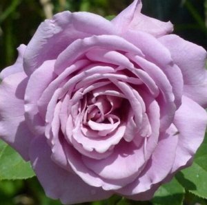 Роза чайно-гибридная Вирго (в тубе)