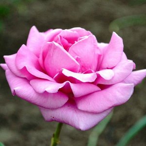 Роза чайно-гибридная Лила Уандер (в тубе)
