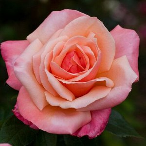 Роза чайно-гибридная Сильвер Джубили (в тубе)