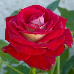 Роза чайно-гибридная Биколет (в тубе)