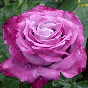 Роза чайно-гибридная Блю Лейк (в тубе)