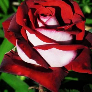 Роза чайно-гибридная Осирия (в тубе)