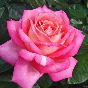 Роза чайно-гибридная Пинк Пис (в тубе)