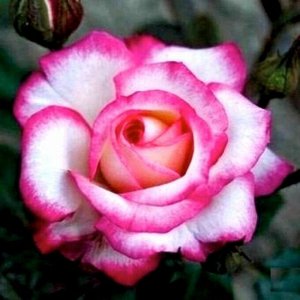 Роза чайно-гибридная Рина Херхольд (в тубе)