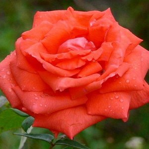 Роза чайно-гибридная Саммер Холидэй (в тубе)