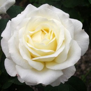 Роза чайно-гибридная Шопен (в тубе)