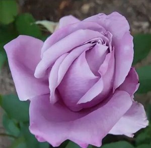 Роза чайно-гибридная Вальцтайм (в тубе)