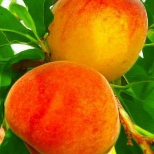 Персик золотистый