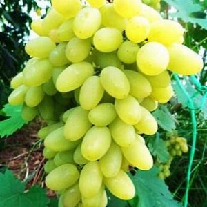 Виноград лимонно-желтый