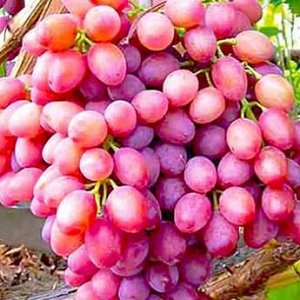 Виноград ярко-розовый