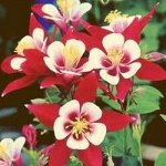 ЦВЕТЫ: МНОГОЛЕТНИЕ, ДВУЛЕТНИЕ, однолетние, комнатные