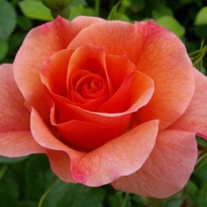 Роза Алисон флориб. (1) туба