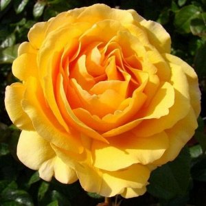 Роза Амбер Куин флориб. (1) туба