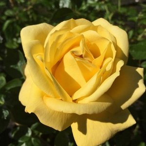 Роза Артур Белл флориб. (1) туба