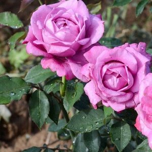 Роза Дойче Велле флориб. (1) туба