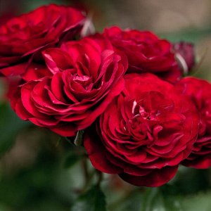 Роза Лаваглут флориб. (1) туба