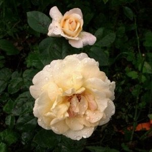 Роза Лана флориб. (1) туба
